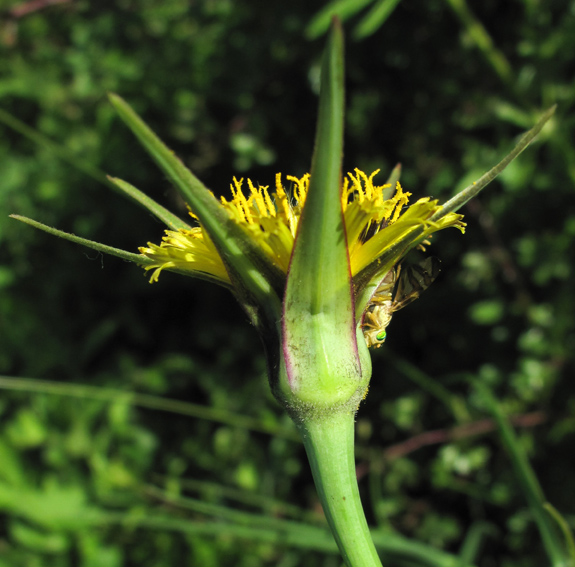 Tragopogon13