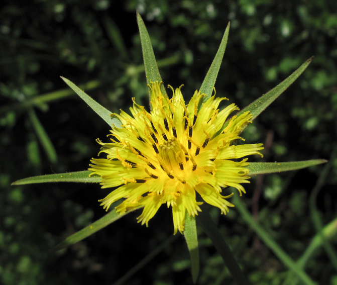 Tragopogon14