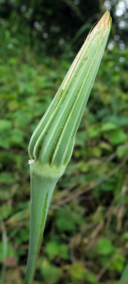 Tragopogon11