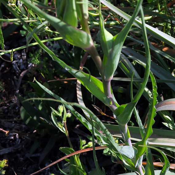 Tragopogon18