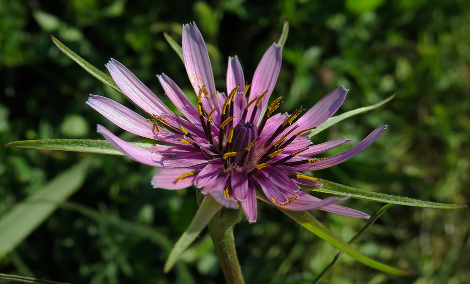 Tragopogon22