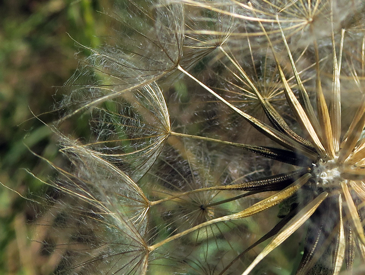 Tragopogon5b