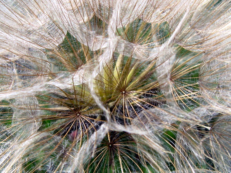 Tragopogon5