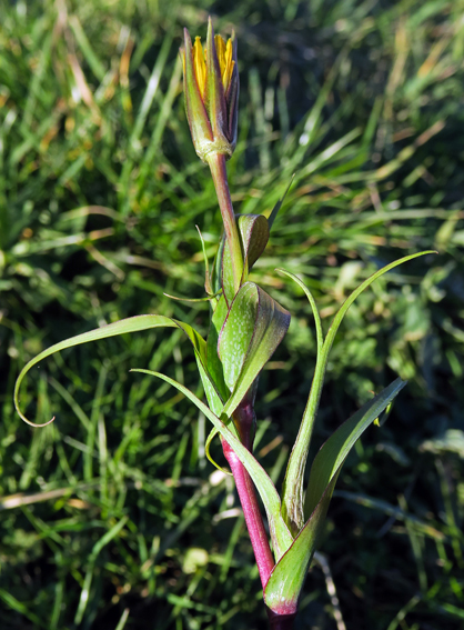 Tragopogon1