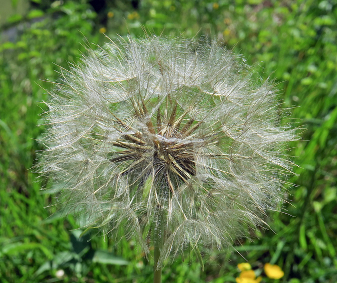 Tragopogon5a