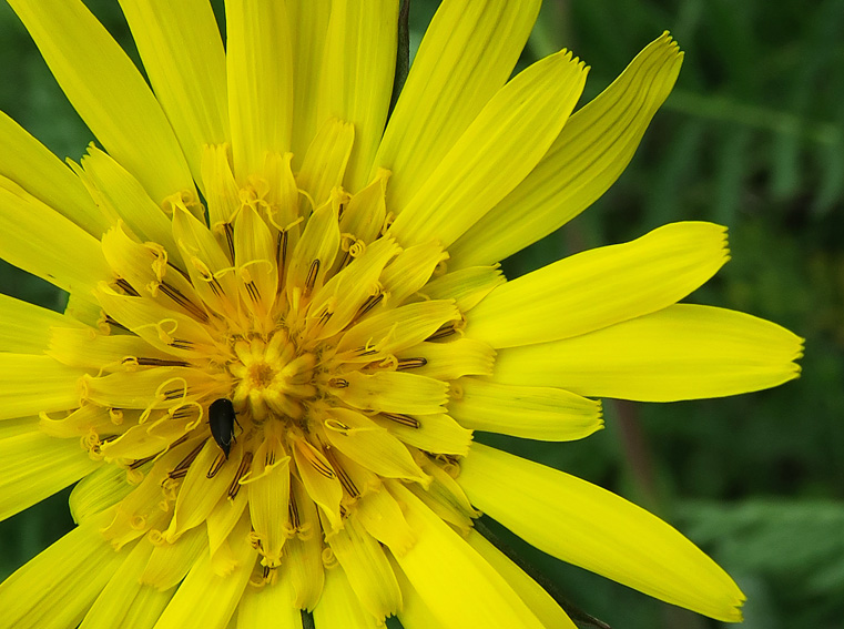 Tragopogon3b