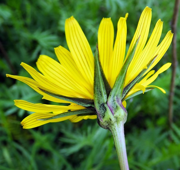 Tragopogon3a