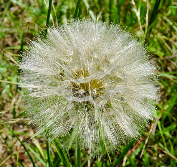 Tragopogon5a