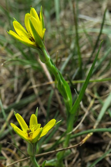 Tragopogon6