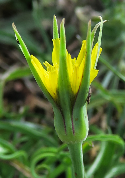 Tragopogon7