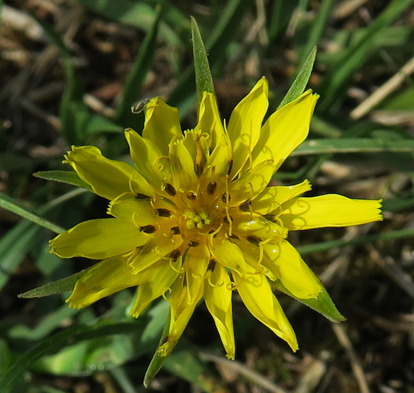 Tragopogon8