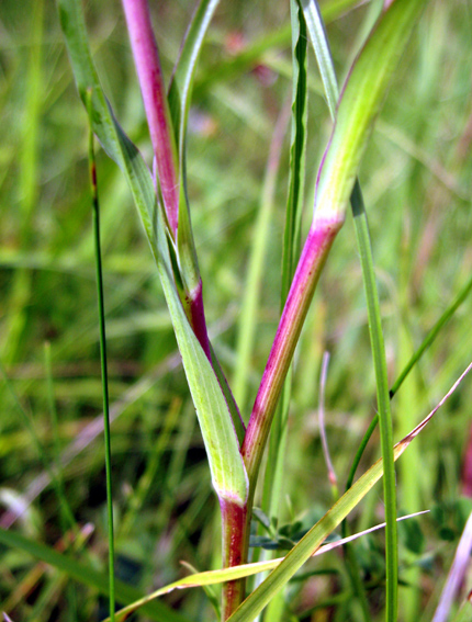 Tragopogon8a