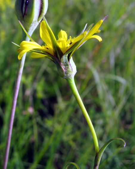 Tragopogon8b