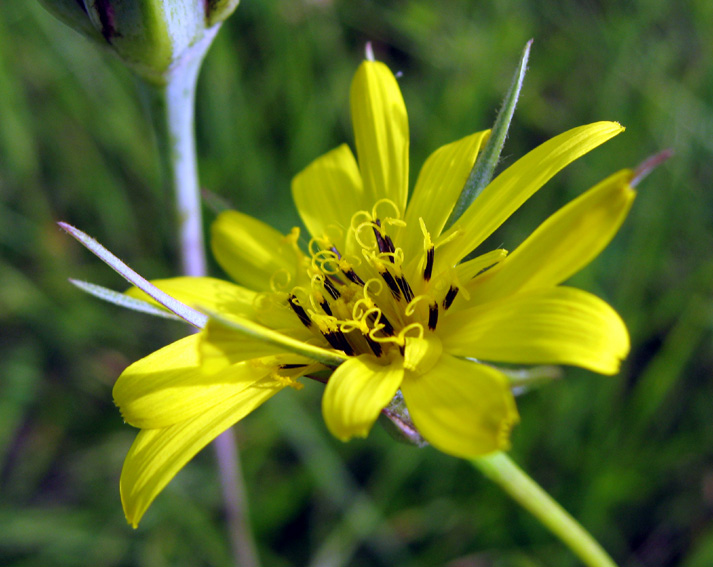 Tragopogon8c