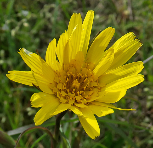 Tragopogon2a