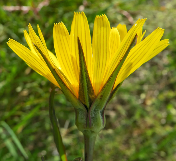 Tragopogon3