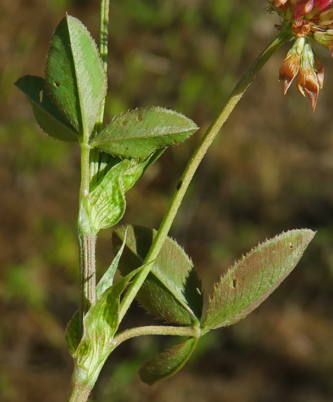 Trifolium23b