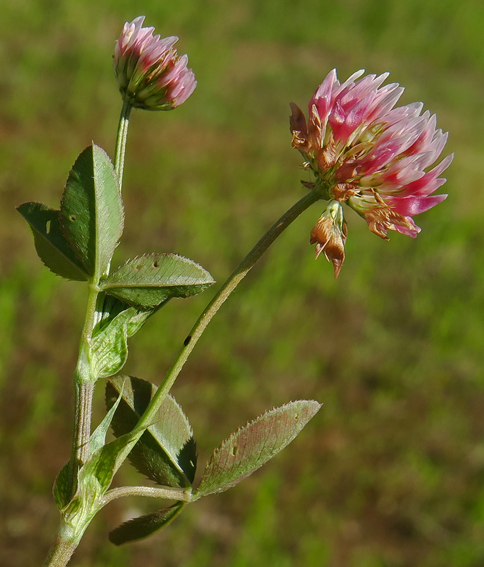 Trifolium23a