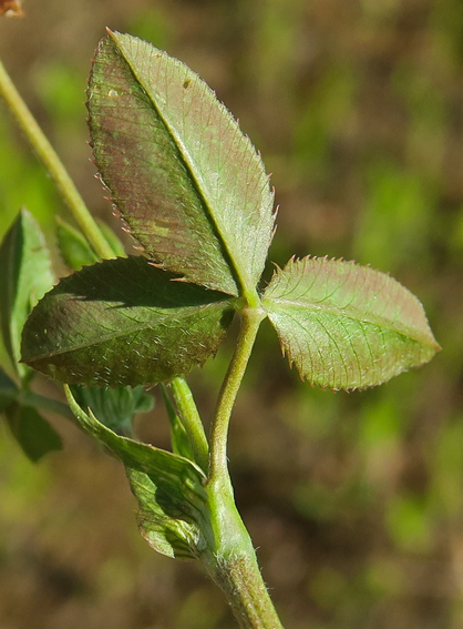 Trifolium23c