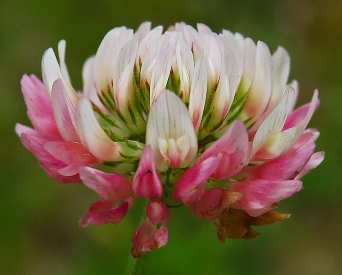 Trifolium23d