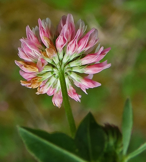 Trifolium23