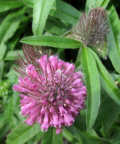 Trifolium17b