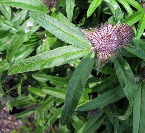 Trifolium17a