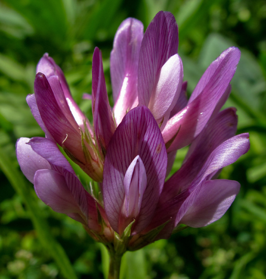 Trifolium18b