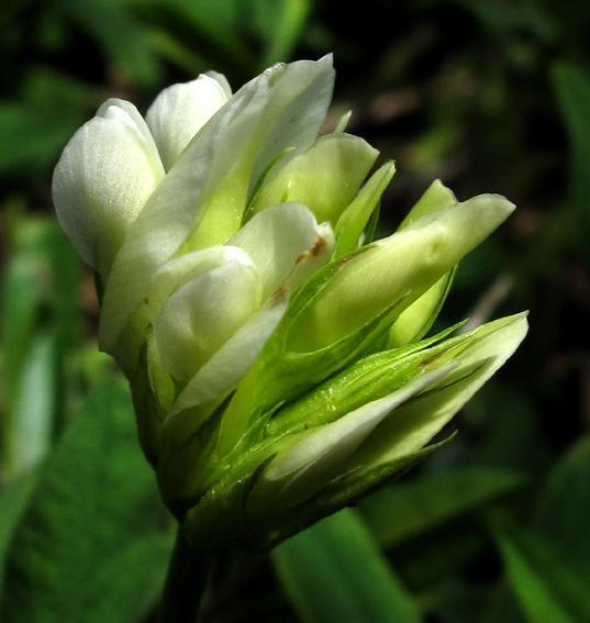 Trifolium18c