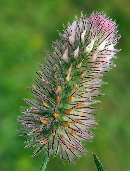 Trifolium9c