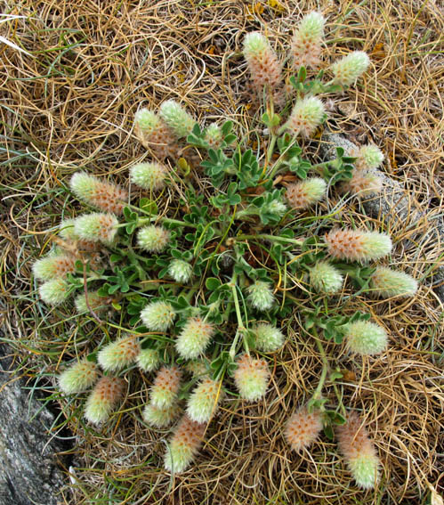 Trifolium9