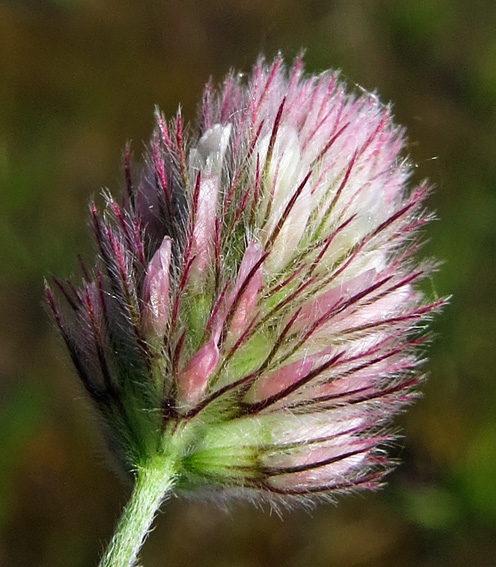 Trifolium9d