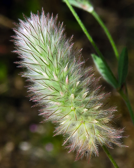 Trifolium9a