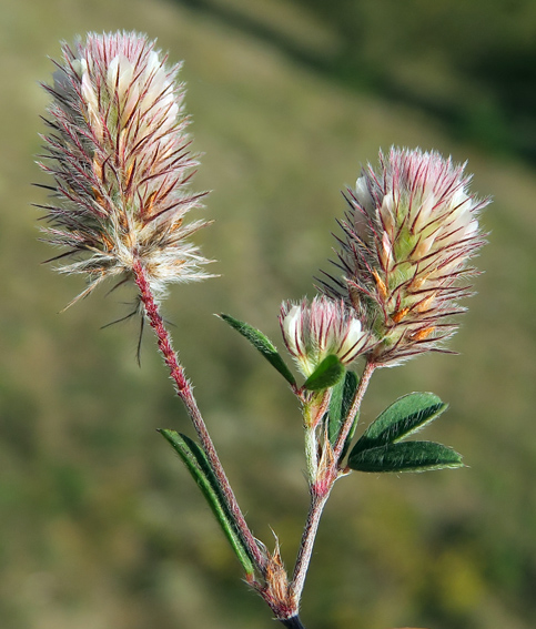 Trifolium9e