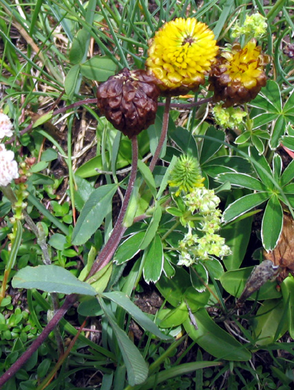 Trifolium18