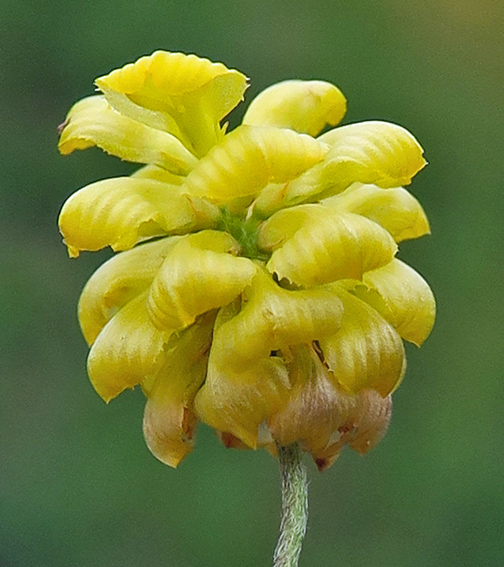 Trifolium11a