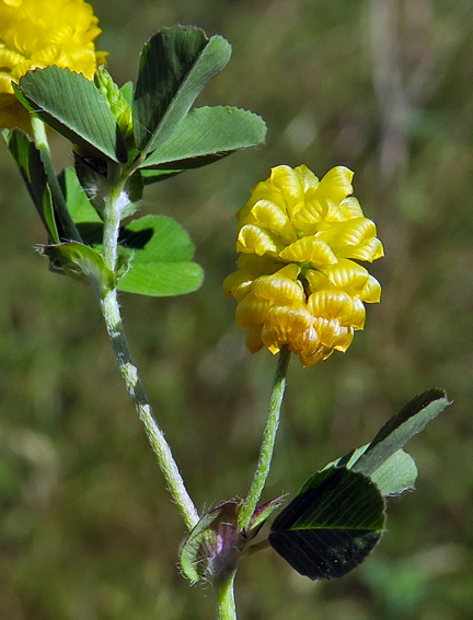 Trifolium10a