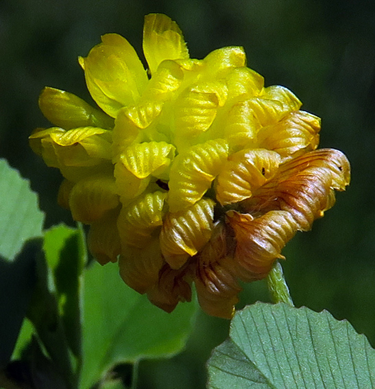 Trifolium12