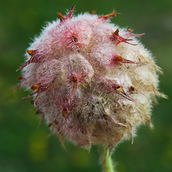 Trifolium32c