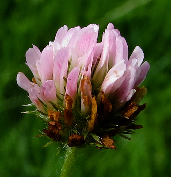 Trifolium32a
