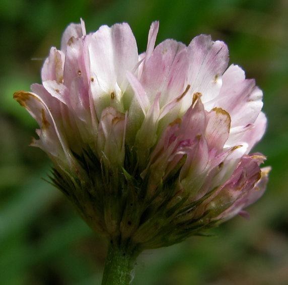 Trifolium31