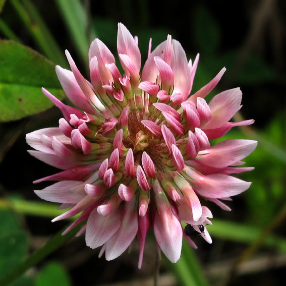 Trifolium22