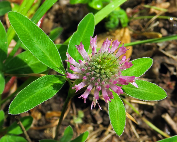 Trifolium24