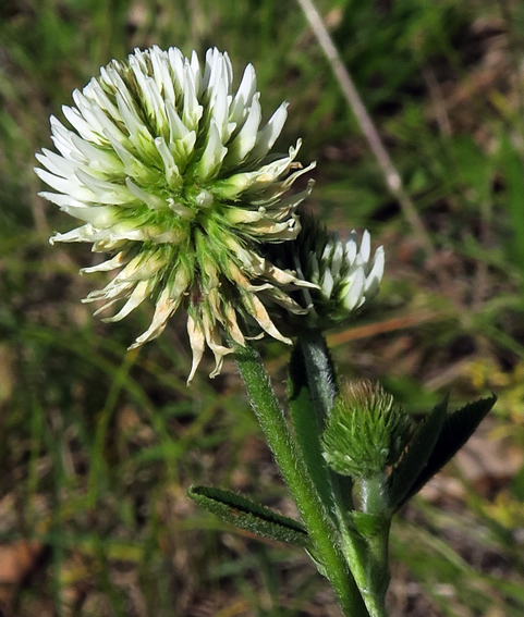 Trifolium40