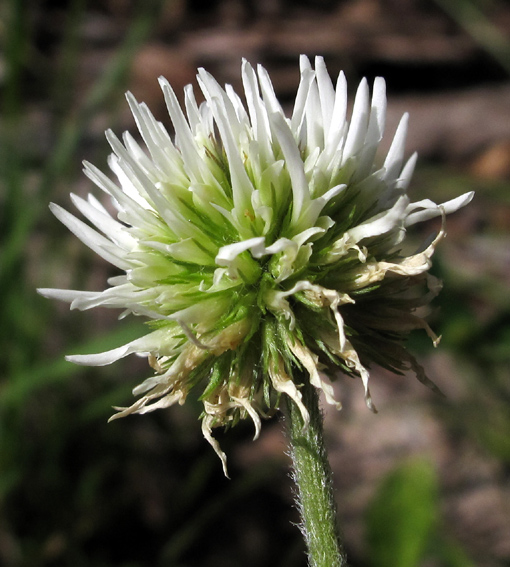 Trifolium39