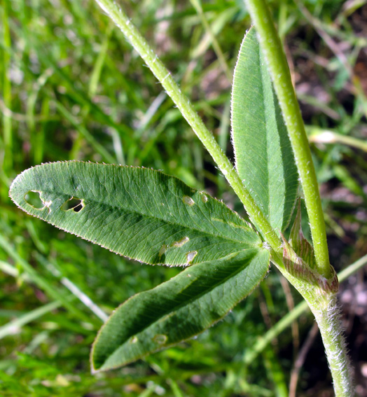 Trifolium37