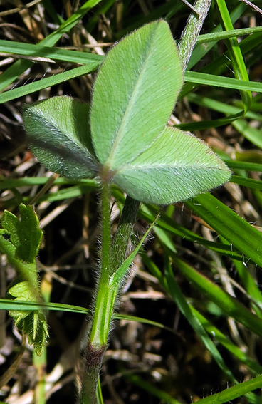 Trifolium55