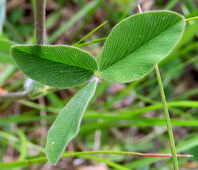 Trifolium54