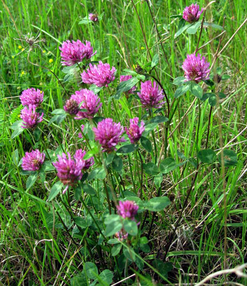 Trifolium1