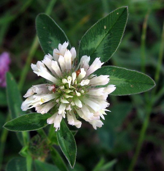 Trifolium4